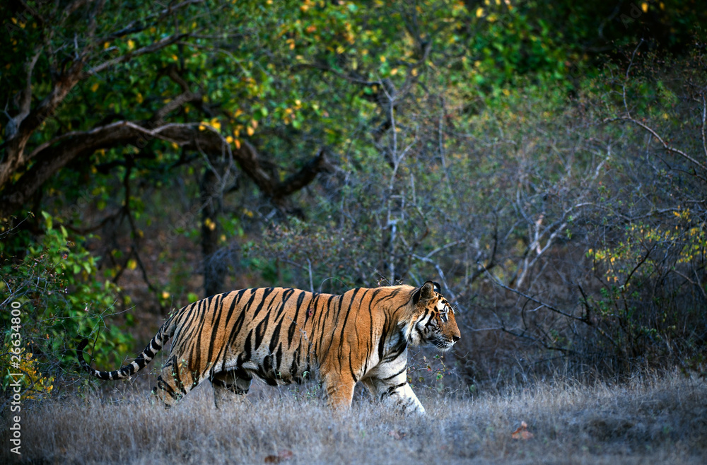 Fototapeta premium Bengal tiger.