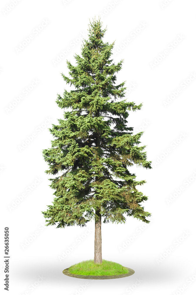 Spruce isolated on white