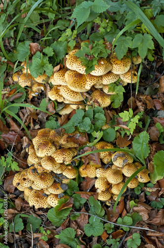 Group of orange leopard mushrooms among green and brown leaves