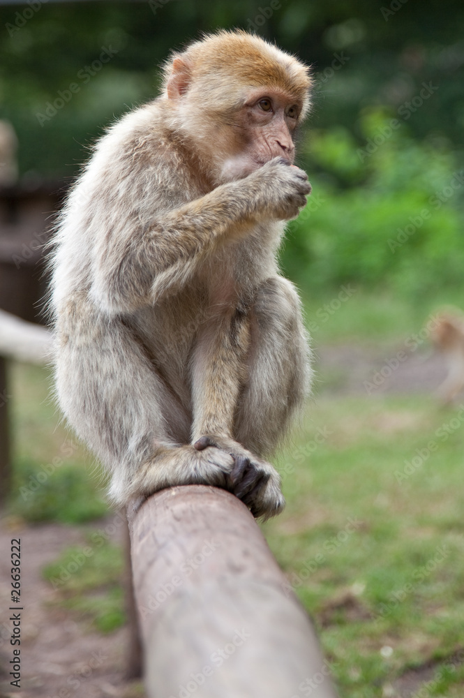 little Monkey eating, sitting on a log