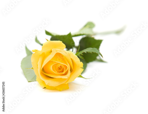 single yellow rose  isolated on white background 