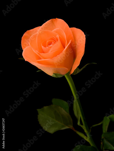 single orange rose; isolated on black background;