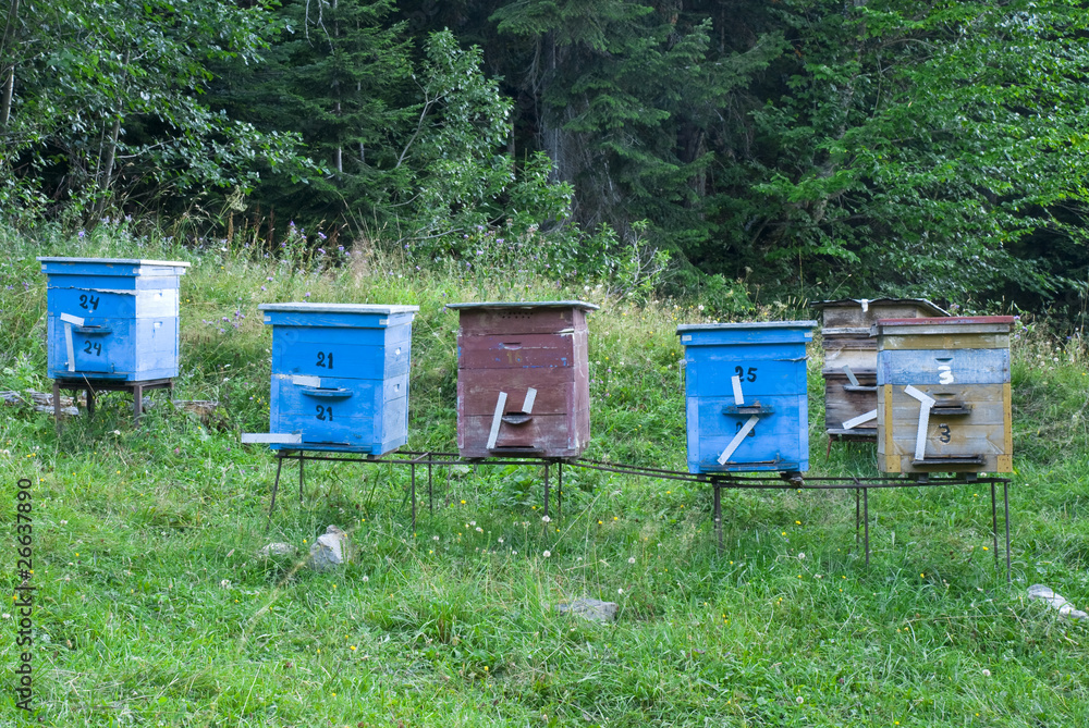 Color wooden bee hives Color wooden bee hives