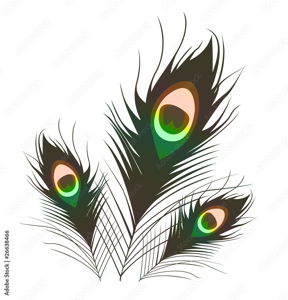 Obraz premium Peacock plumes.