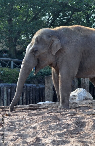 Elephant trunk