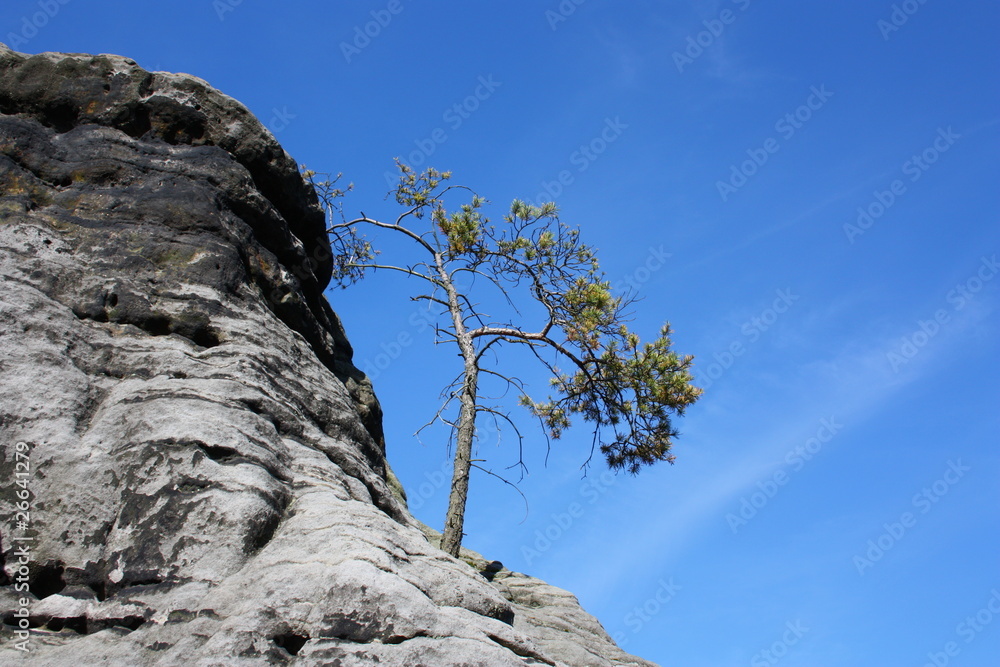 baum auf felsen baum auf felsen