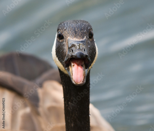 Canada Goose Warning