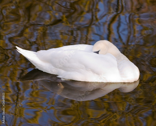 Fényképezés Sleeping Swan