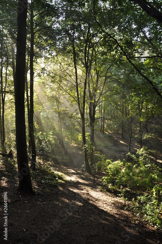 Fototapeta Naklejka Na Ścianę i Meble -  Light at forest