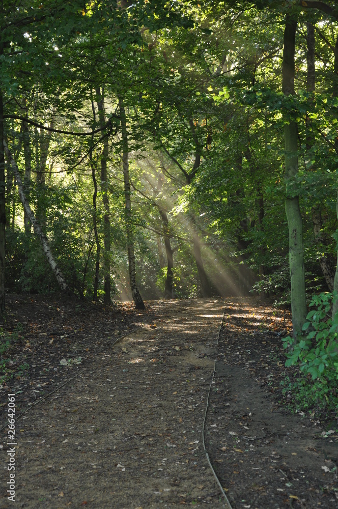 Fototapeta premium Wood