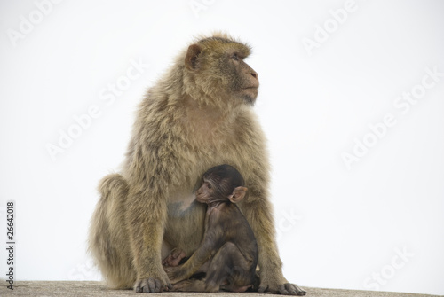 mutter mit baby - affen