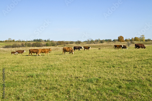 Cows, Oxen and Calves on a Farm