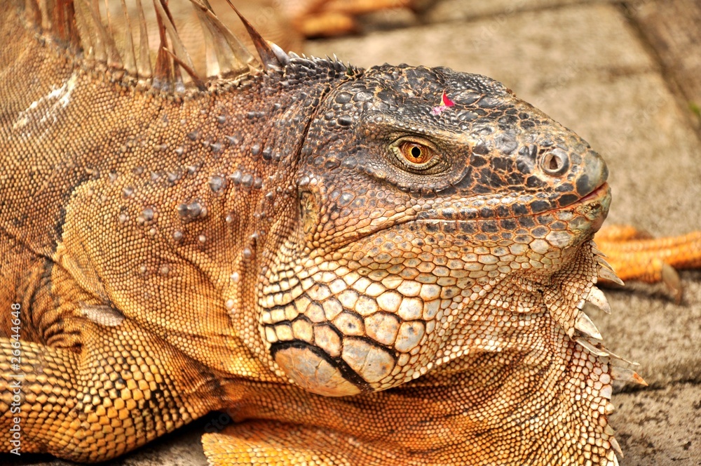 Fototapeta premium Iguana verde (Iguana iguana)
