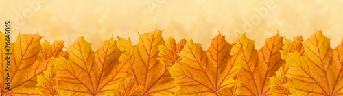 Orange autumn maple leaves, panorama