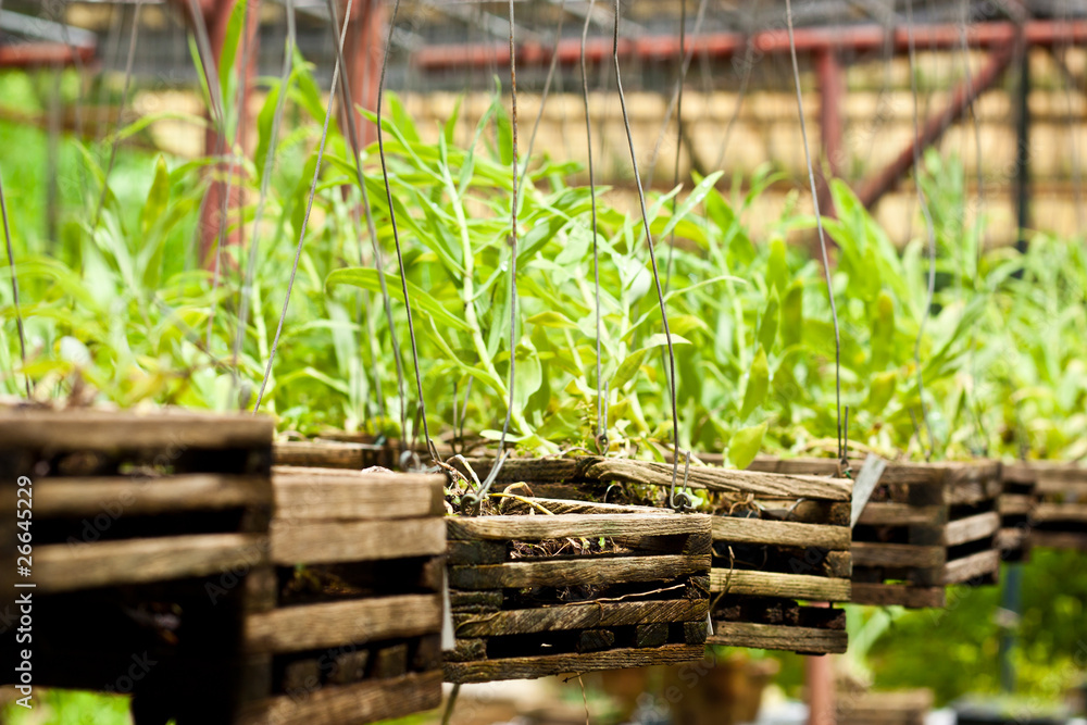 Fototapeta premium Orchid Nursery Plantation