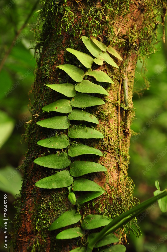 Obraz premium Helecho conquistando árbol en el bosque tropical