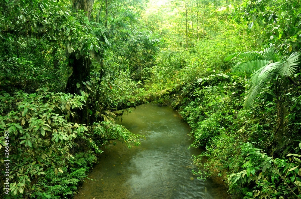 Obraz premium Río por la selva de Costa Rica