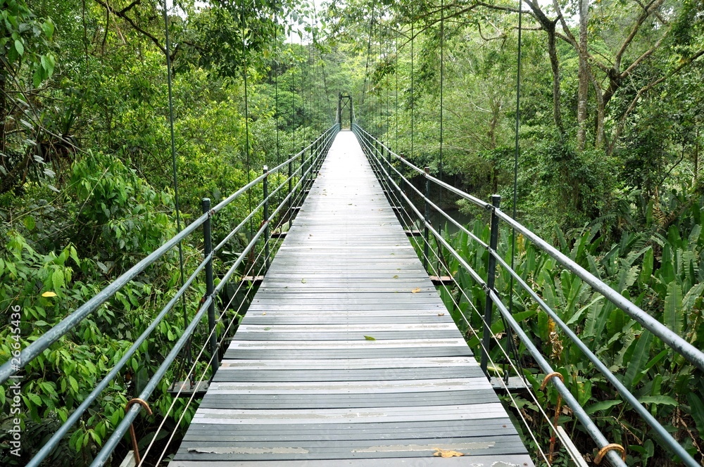 Fototapeta premium Puente sobre la selva de Costa Rica