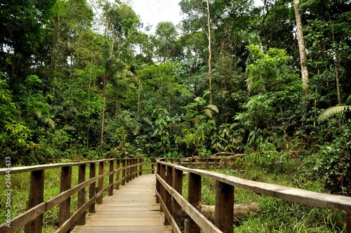 Puente sobre la selva de Costa Rica