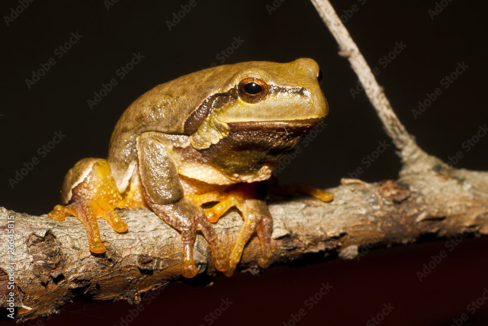 Obraz premium Green Tree Frog on a branch (Hyla arborea)