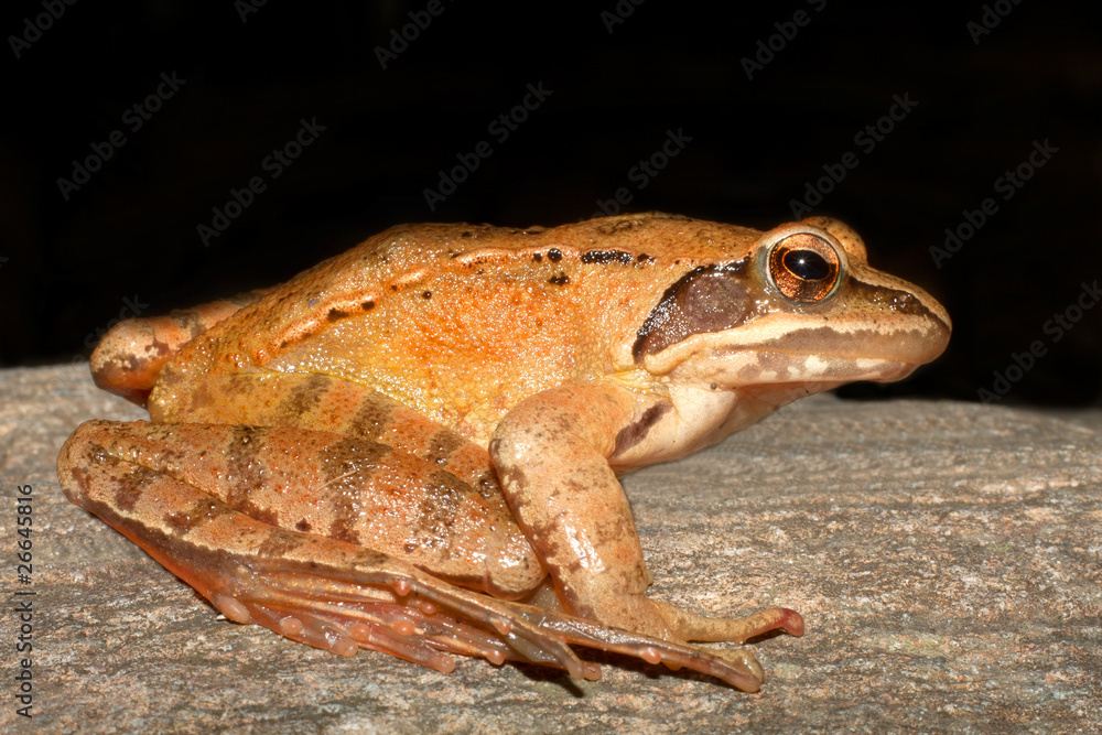 Obraz premium Agile Frog - Rana dalmatina on a branch