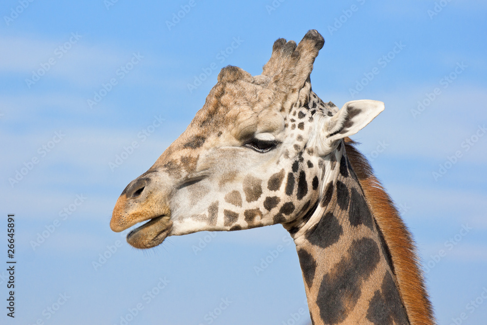 alpha male giraffe