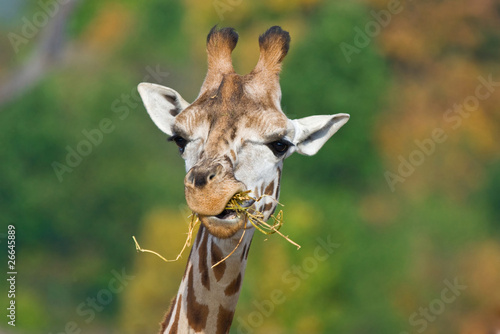 Photography giraffe eating
