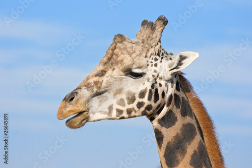 Fototapeta Naklejka Na Ścianę i Meble -  alpha male giraffe