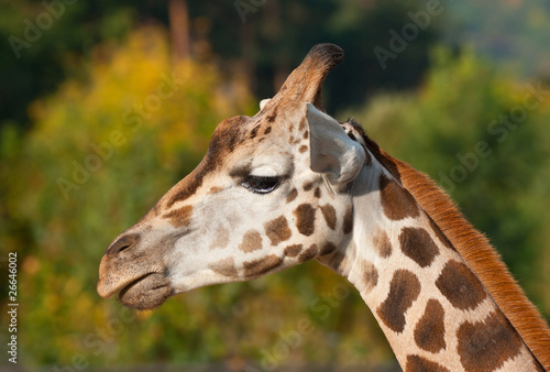 giraffe