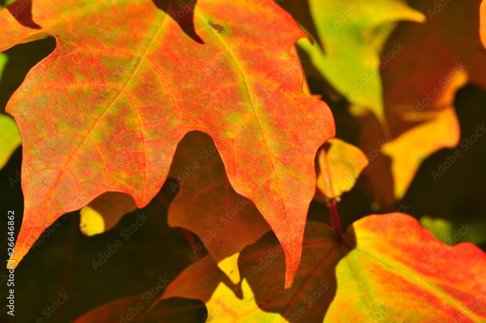 Close up of colorful fall leaves Close up of colorful fall leaves