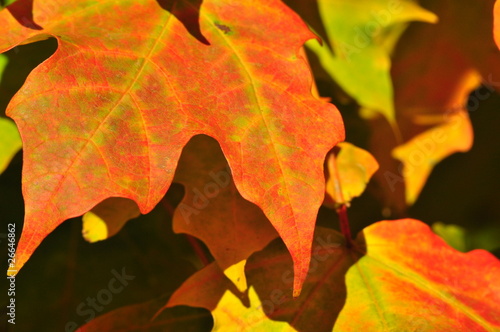 Close up of colorful fall leaves