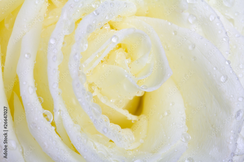 white rose macro white rose macro