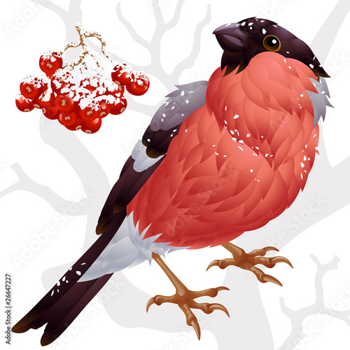 Vector bullfinch and ashberry 2