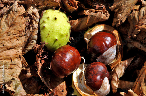 Castagne d'India photo