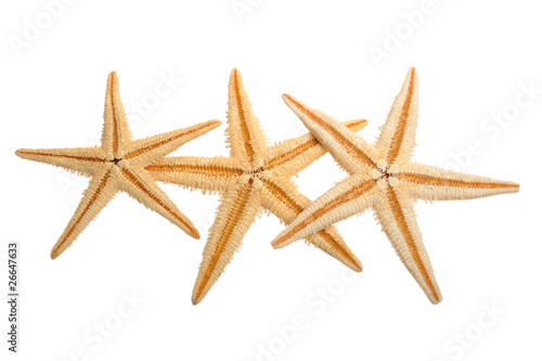 Sea star isolated on white background