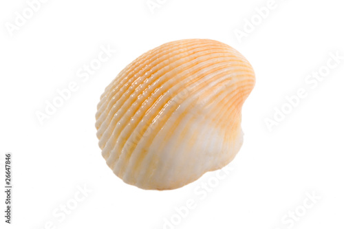 clam on a white background