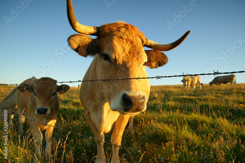 Animal ferme vache 45