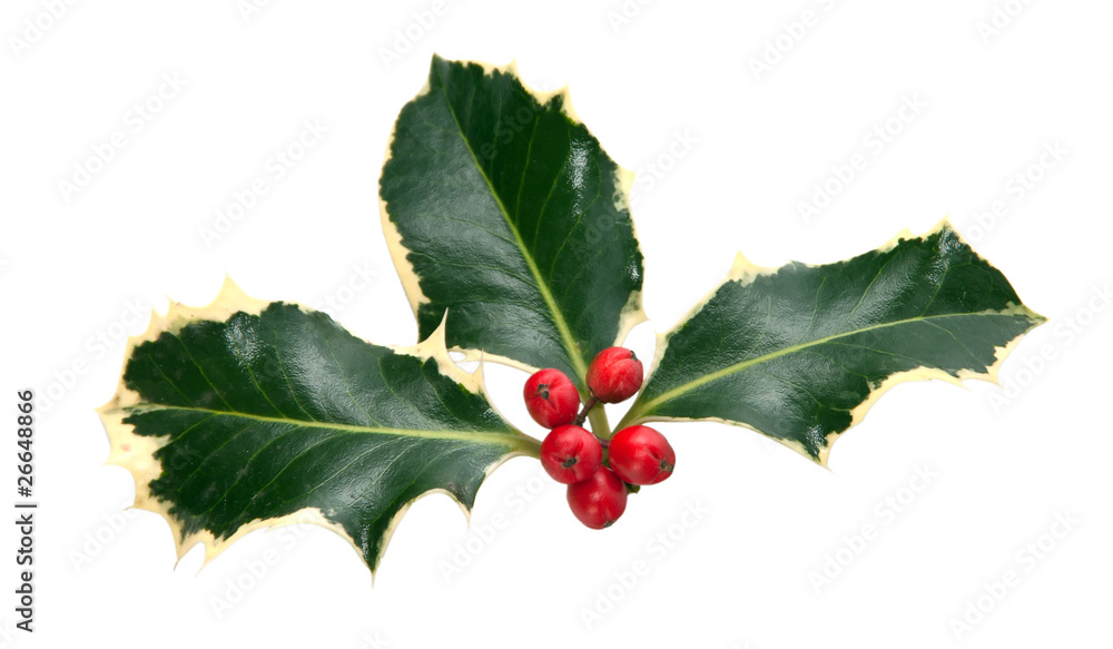 holly leaves and berries isolated on a white background holly leaves and berries isolated on a white background