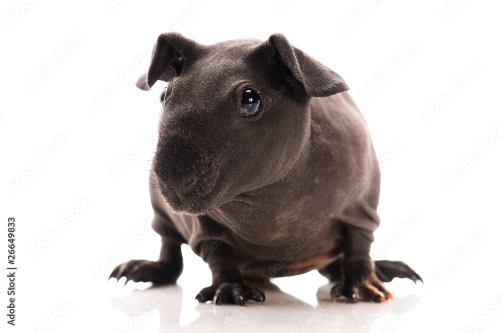 Fototapeta premium skinny guinea pig isolated on the white background