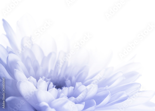 Print op canvas Abstract chrysanthemum close-up