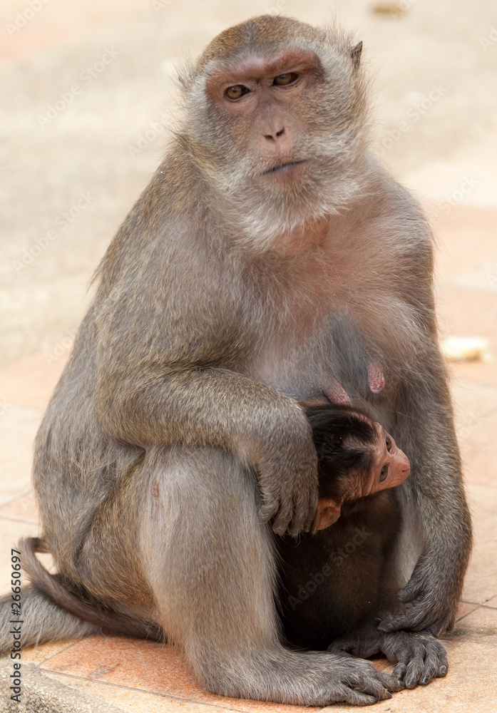 Affe mit Affenbaby
