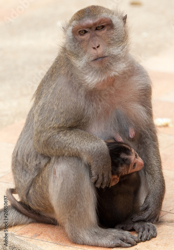Affe mit Affenbaby © thongsee
