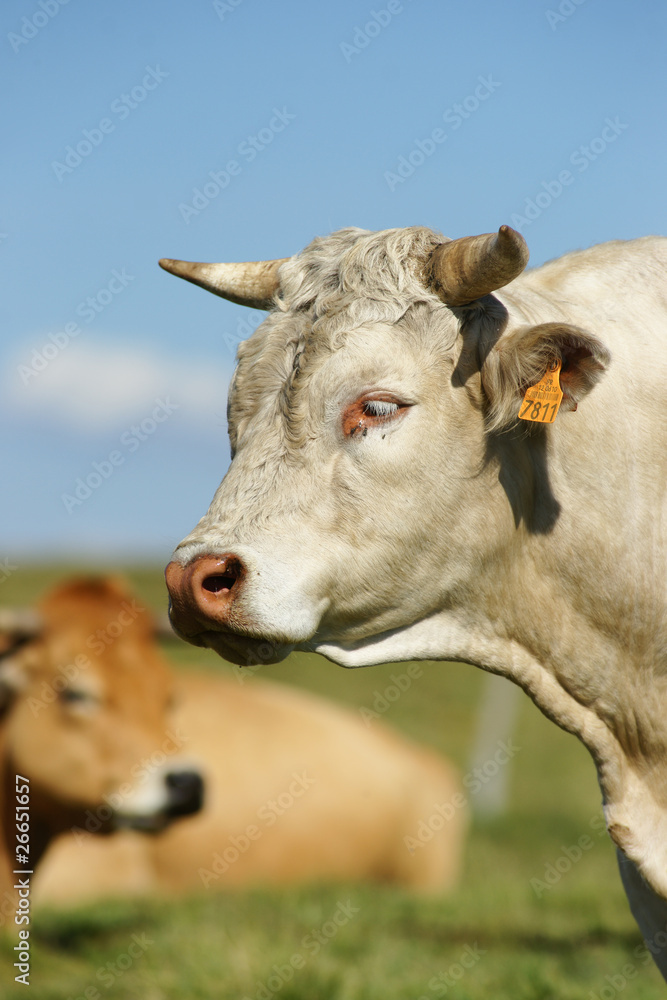 Animal ferme vache 59
