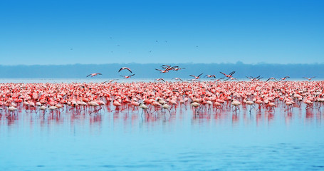 Poster Flamingo Afrikaanse flamingo's in natuurlijke habitat  © Anna Om