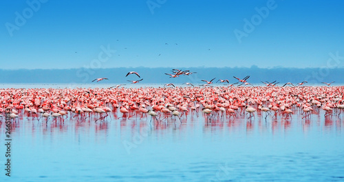 African flamingos