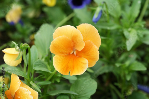 Orange pansy