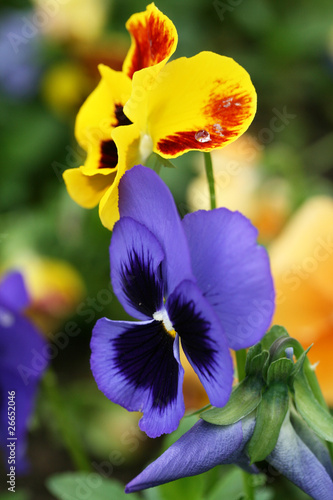 Couple of pansies