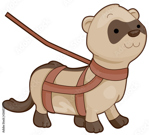 Cute Ferret