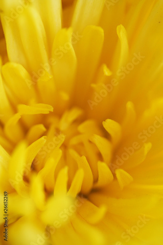 Yellow aster