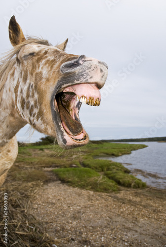 appaloosa horse yawning in comical way. © Andrew Lever
